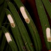 Pulvinaria floccifera (Westwood, 1870) - Cochenille floconneuse