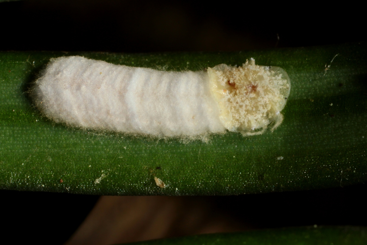 Pulvinaria floccifera (Westwood, 1870) - Cochenille floconneuse