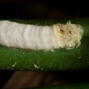 Pulvinaria floccifera (Westwood, 1870) - Cochenille floconneuse