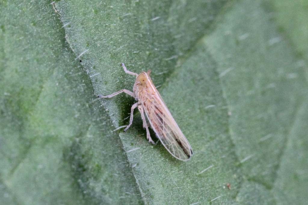 Stenocranus sp