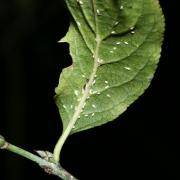 Unaspis euonymi (Comstock, 1881) - Cochenille à bouclier du Fusain