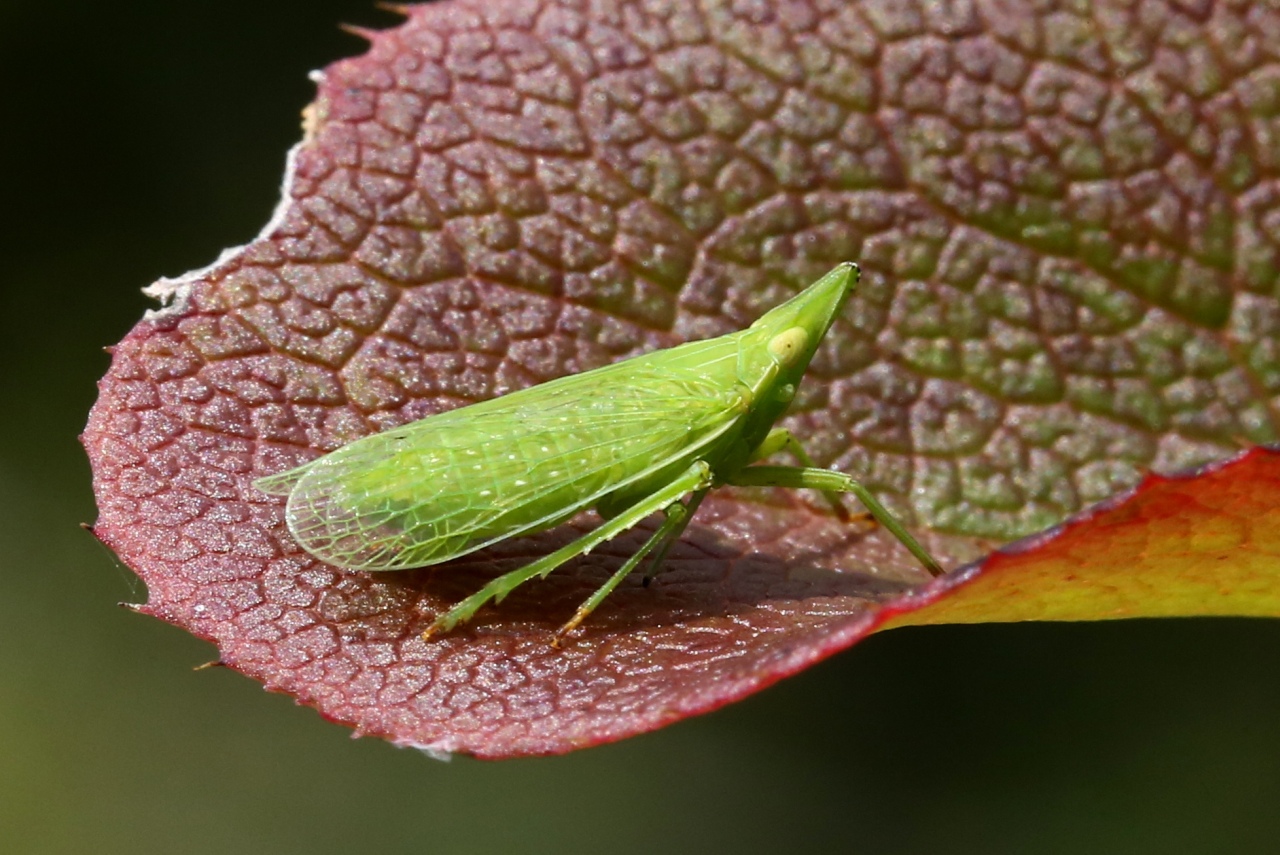 Dictyophara europaea (Linnaeus, 1767) - Fulgore d'Europe, Dictyophore européen