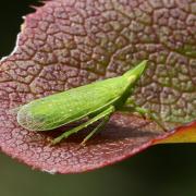 Dictyophara europaea (Linnaeus, 1767) - Fulgore d'Europe, Dictyophore européen