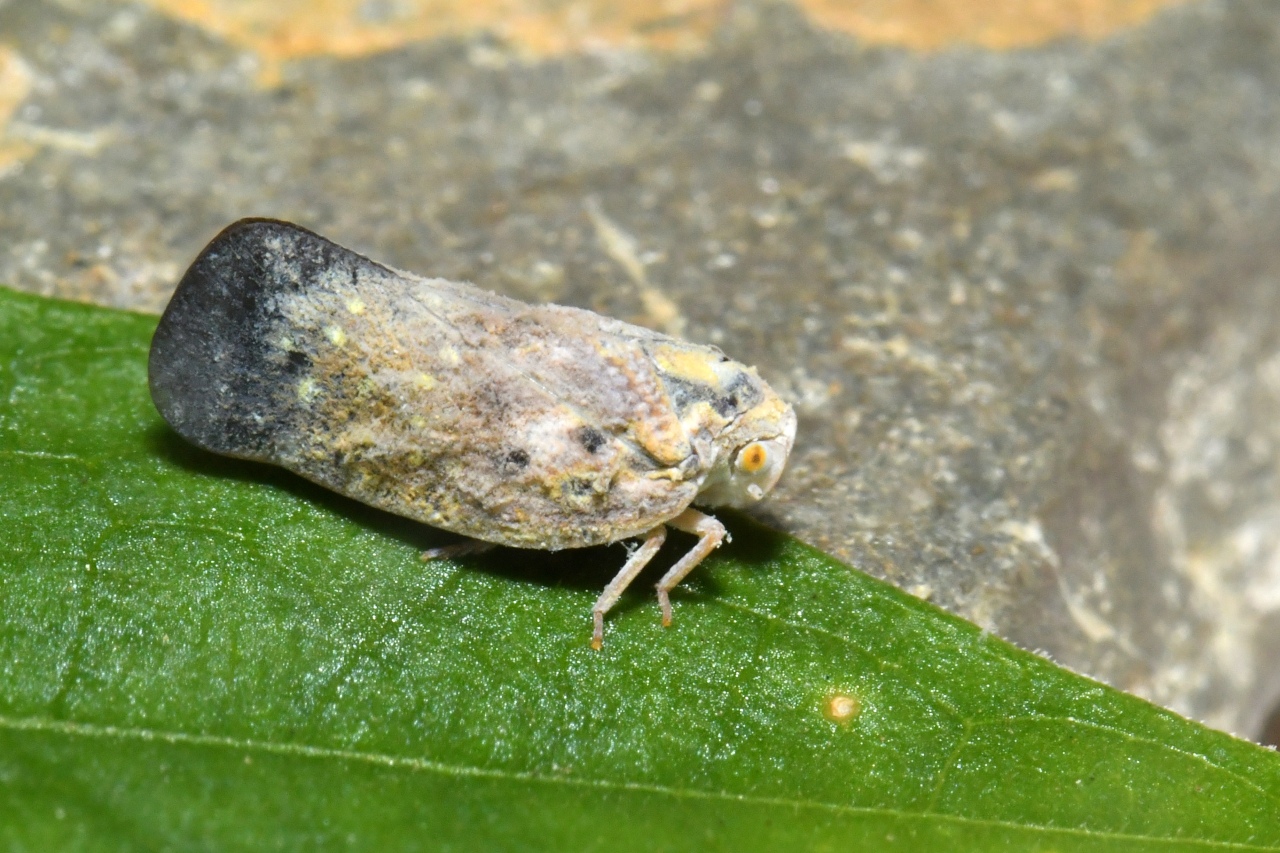 Metcalfa pruinosa (Say, 1830) - Cicadelle pruineuse, Cicadelle blanche