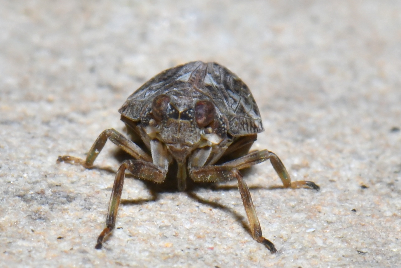 Issus coleoptratus (Fabricius, 1781) - Isside commun, Cigale bossue