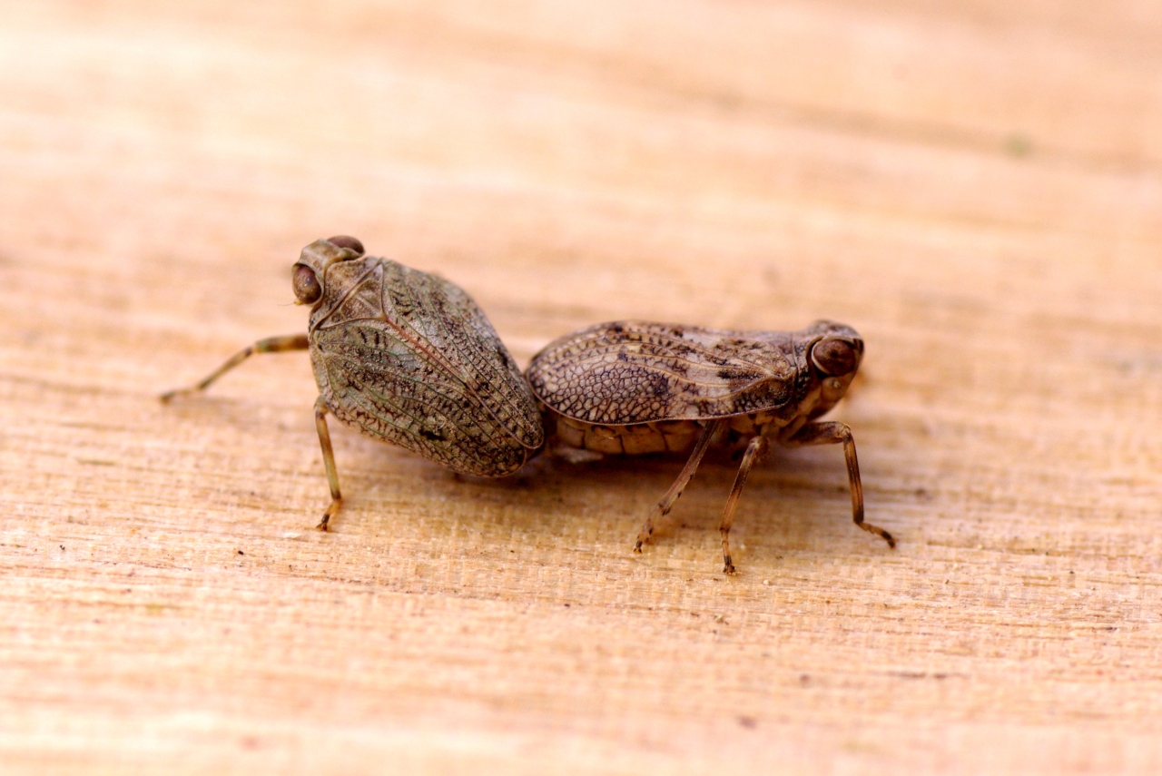 Issus coleoptratus (Fabricius, 1781) - Isside commun, Cigale bossue (accouplement)