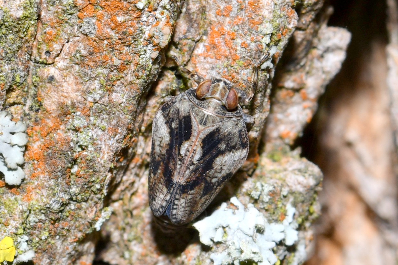 Issus coleoptratus (Fabricius, 1781) - Isside commun, Cigale bossue (femelle)