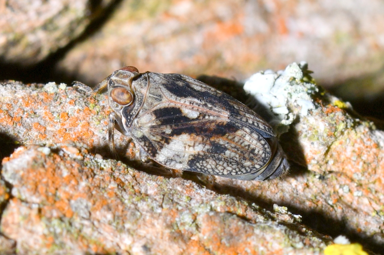 Issus coleoptratus (Fabricius, 1781) - Isside commun, Cigale bossue (femelle)