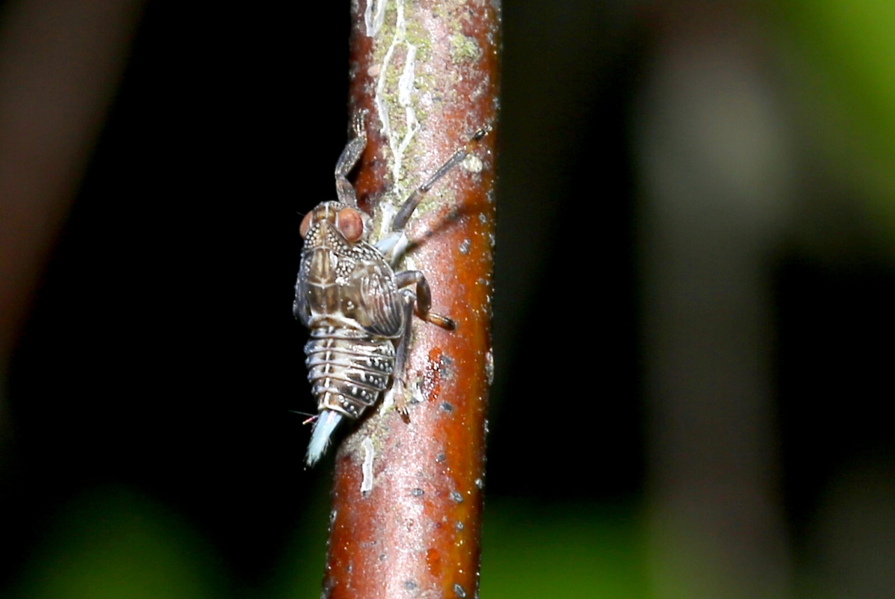 Issus coleoptratus (Fabricius, 1781) - Isside commun, Cigale bossue (larve)