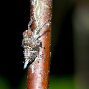 Issus coleoptratus (Fabricius, 1781) - Isside commun, Cigale bossue (larve)