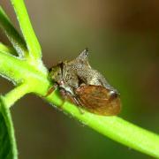Centrotus cornutus (Linnaeus, 1758) - Demi-diable