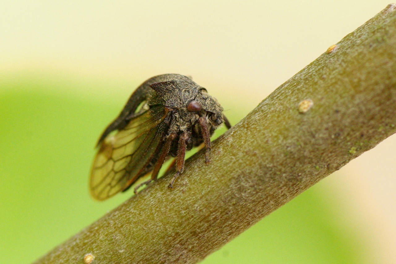 Centrotus cornutus (Linnaeus, 1758) - Demi-diable