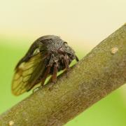 Centrotus cornutus (Linnaeus, 1758) - Demi-diable