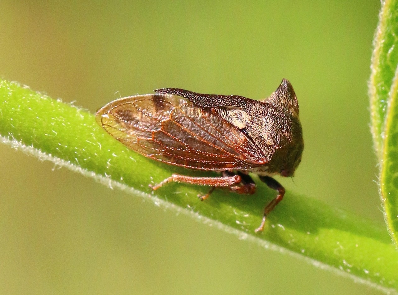 Centrotus cornutus (Linnaeus, 1758) - Demi-diable