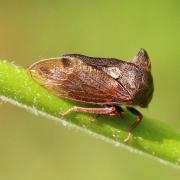 Centrotus cornutus (Linnaeus, 1758) - Demi-diable