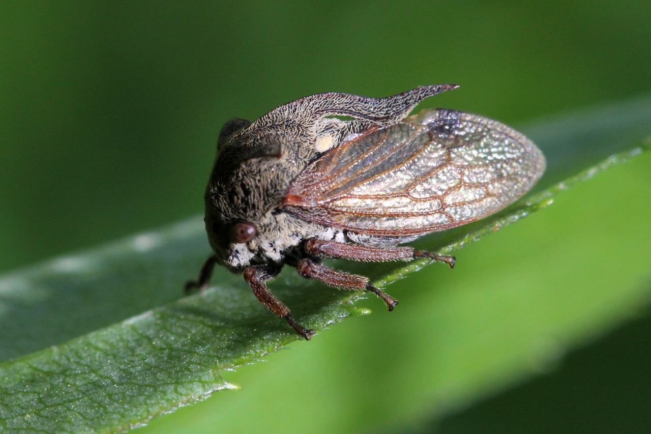 Centrotus cornutus (Linnaeus, 1758) - Demi-diable