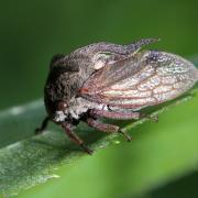 Centrotus cornutus (Linnaeus, 1758) - Demi-diable