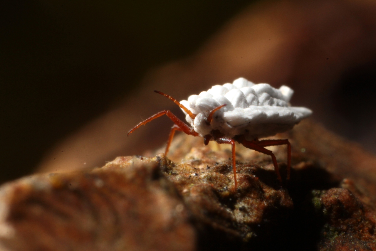 Orthezia urticae (Linnaeus, 1758) - Cochenille de l'Ortie