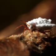 Orthezia urticae (Linnaeus, 1758) - Cochenille de l'Ortie