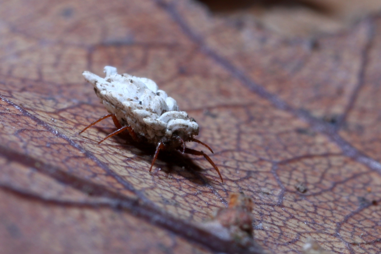 Orthezia urticae (Linnaeus, 1758) - Cochenille de l'Ortie