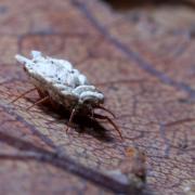 Orthezia urticae (Linnaeus, 1758) - Cochenille de l'Ortie