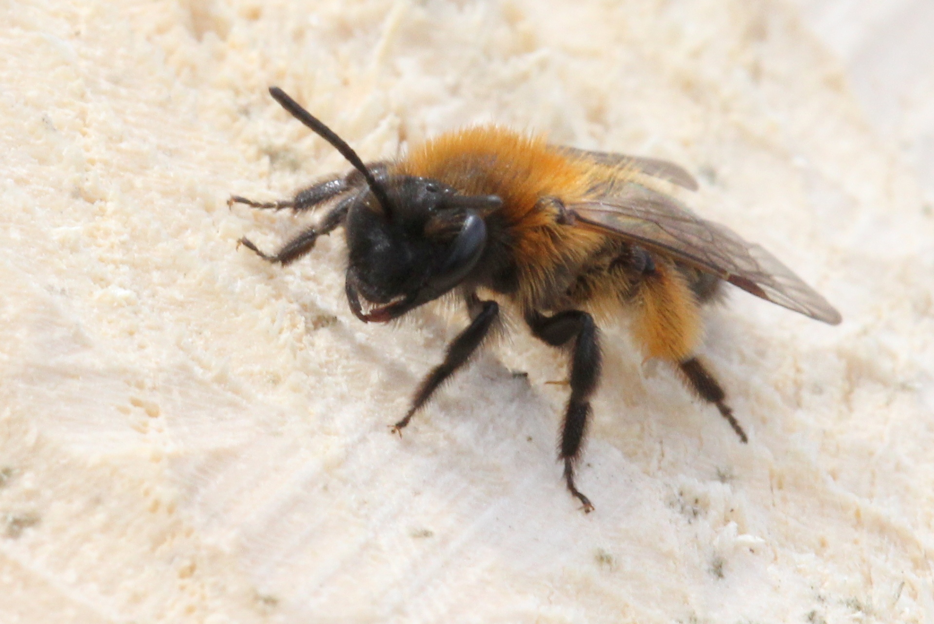 Andrena bicolor Fabricius, 1775 (femelle)