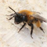 Andrena bicolor Fabricius, 1775 (femelle)