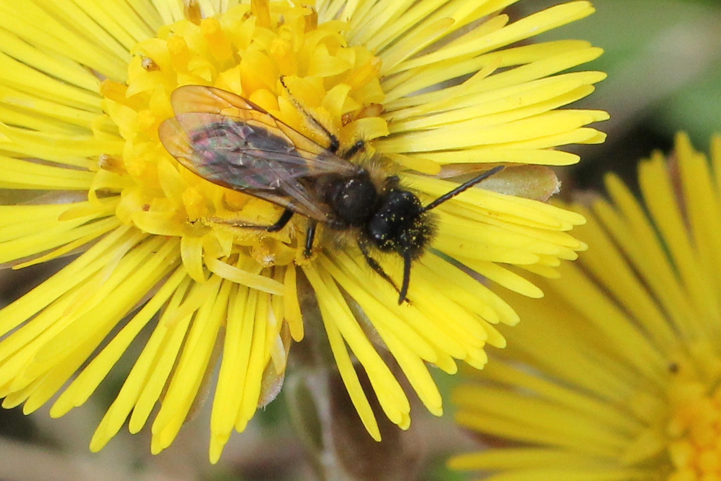 Andrena bicolor Fabricius, 1775 (mâle)