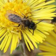 Andrena bicolor Fabricius, 1775 (mâle)