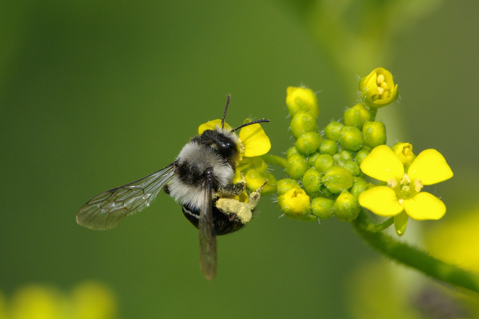 Andrena cineraria (Linnaeus, 1758) - Abeille des sables