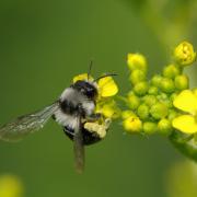 Andrena cineraria (Linnaeus, 1758) - Abeille des sables