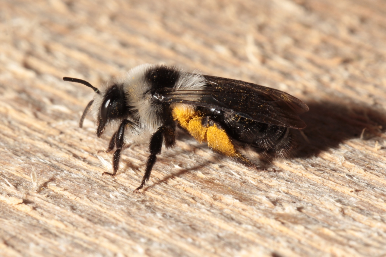 Andrena cineraria (Linnaeus, 1758) - Abeille des sables