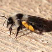 Andrena cineraria (Linnaeus, 1758) - Abeille des sables