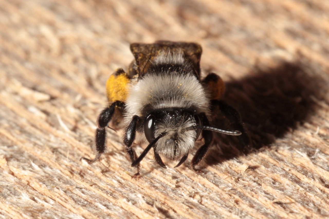 Andrena cineraria (Linnaeus, 1758) - Abeille des sables