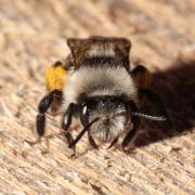 Andrena cineraria (Linnaeus, 1758) - Abeille des sables