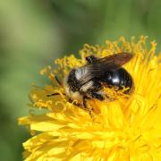 Andrena cineraria (Linnaeus, 1758) - Abeille des sables 