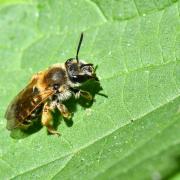 Andrena lathyri Alfken, 1899 - Probable Andrène de la Gesce