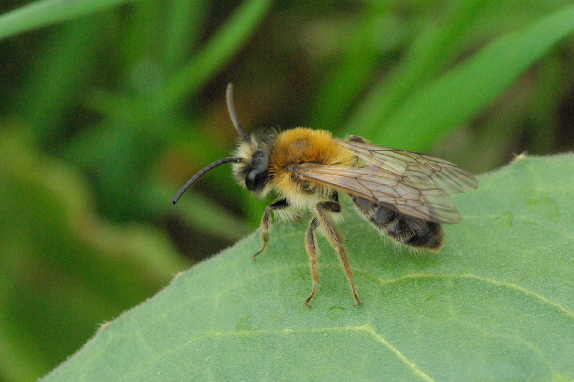 Andrena nitida (Müller, 1776) (mâle)