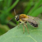 Andrena nitida (Müller, 1776) (mâle)