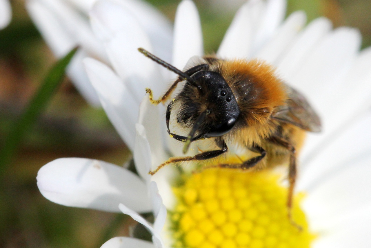 Andrena sp