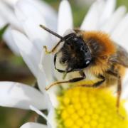 Andrena sp