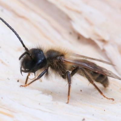 Andrena trimmerana (Kirby, 1802)