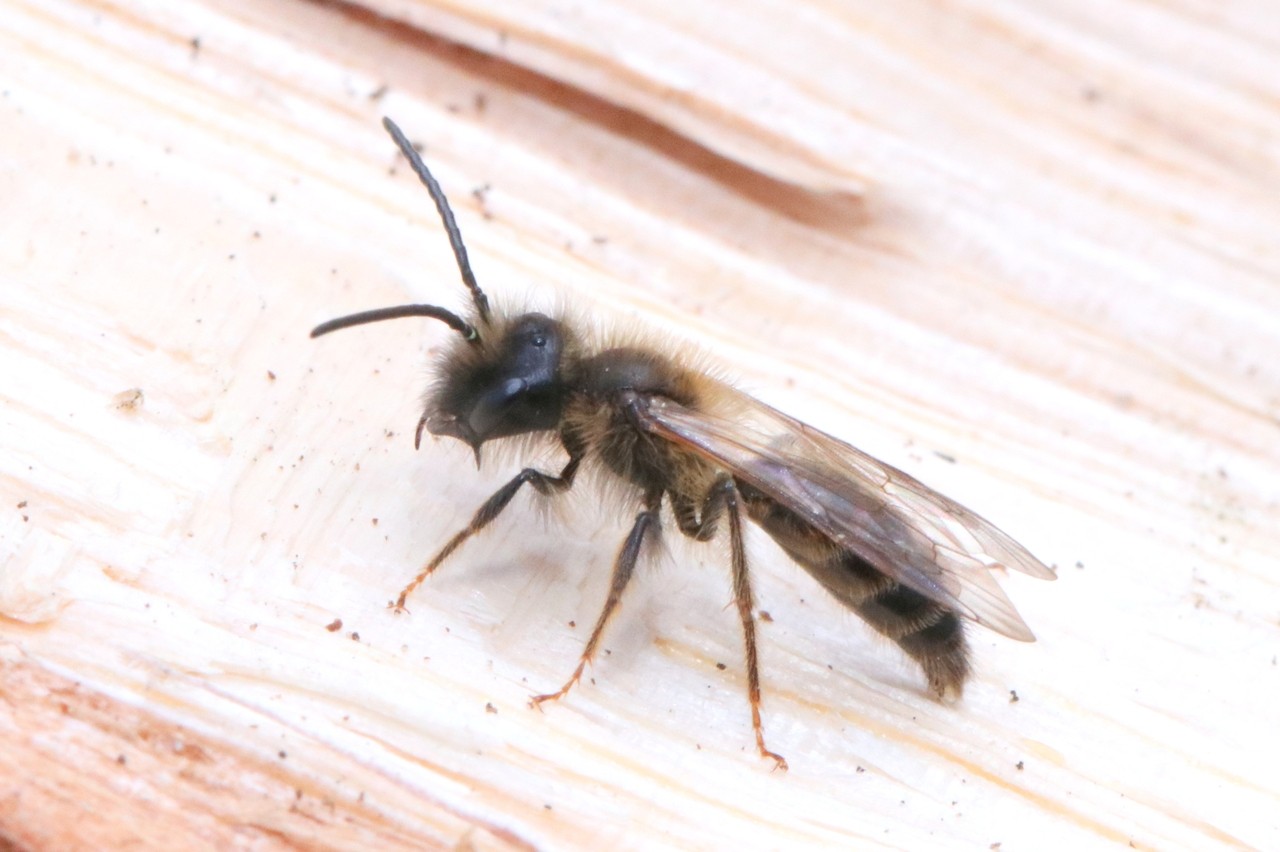Andrena trimmerana (Kirby, 1802)