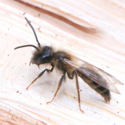 Andrena trimmerana (Kirby, 1802)
