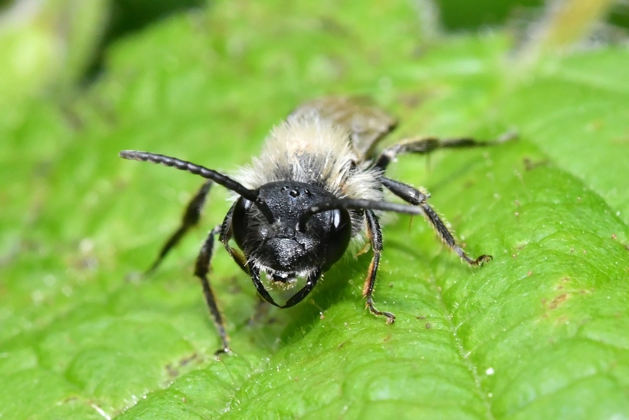 Andrena vaga Panzer, 1799 (femelle) 