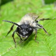Andrena vaga Panzer, 1799 (femelle) 
