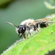 Andrena vaga Panzer, 1799 (femelle) 