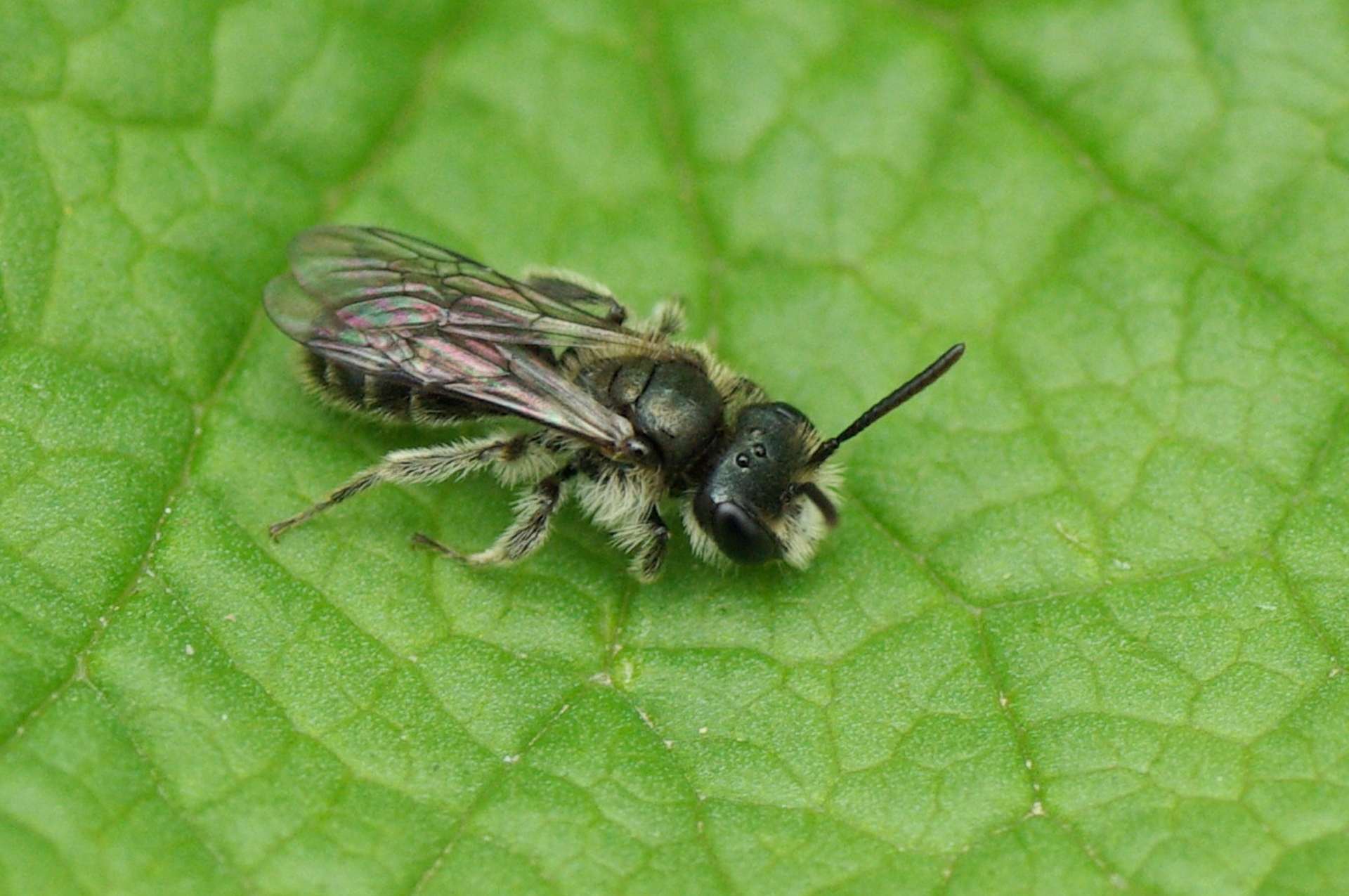 Andrena viridescens Viereck 1916 (mâle)