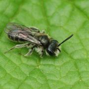 Andrena viridescens Viereck 1916 (mâle)