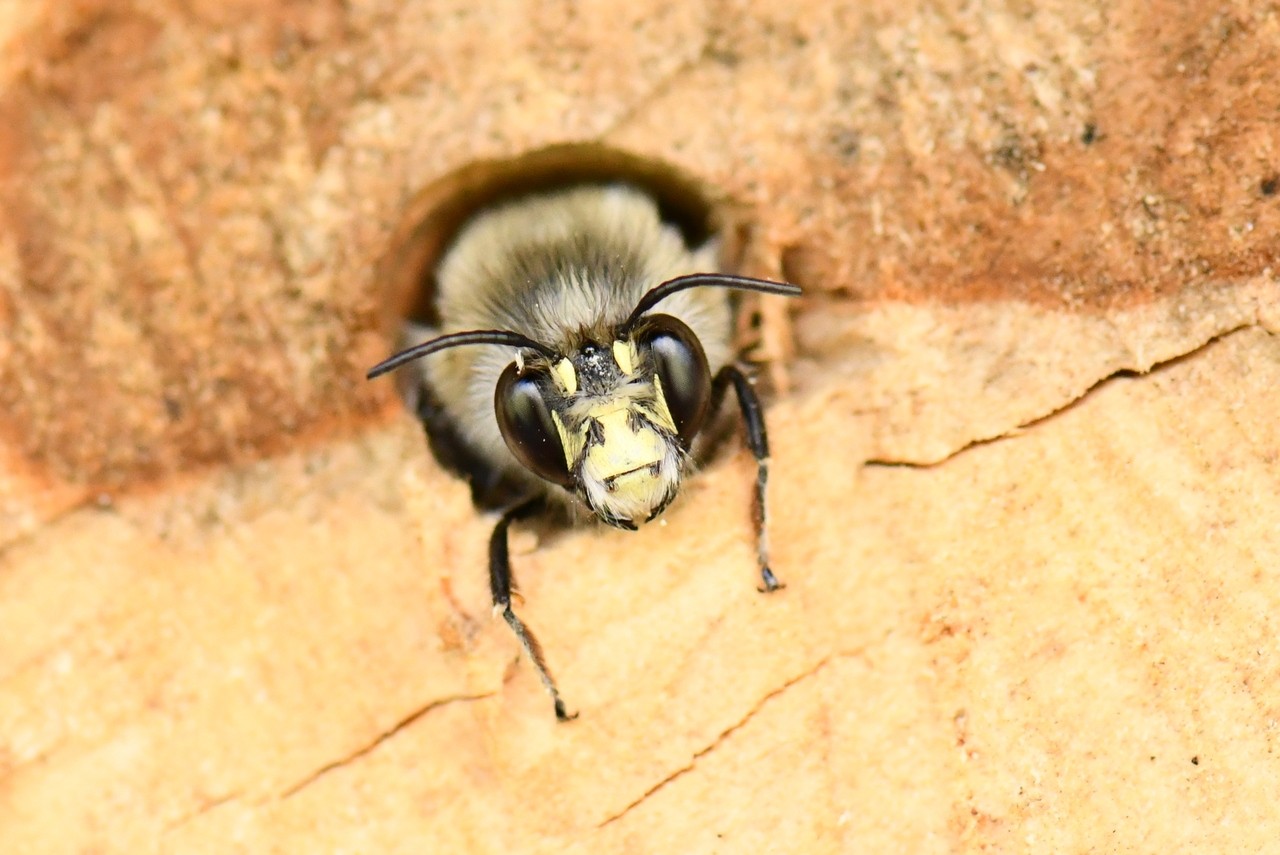 Anthophora plumipes (Pallas, 1772) - Anthophore plumeuse (mâle)